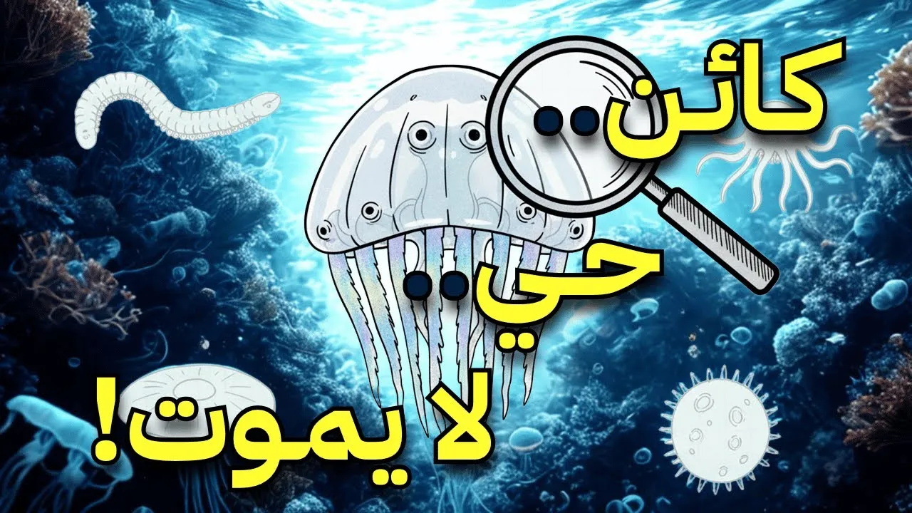 رسم توضيحي لدورة الحياة العكسية لقنديل البحر Turritopsis dohrnii، يظهر تحوله من ميدوزا بالغة إلى سليلة يافعة، ويرمز إلى الخلود البيولوجي وأبحاث تجديد الخلايا.